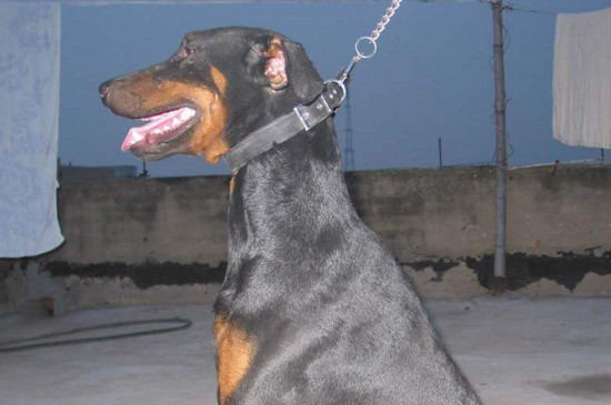 杜宾犬性格特点