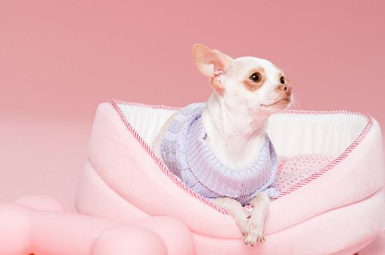 巴哥犬生气会咬主人吗，侵犯其领地或食物可能会应激咬人
