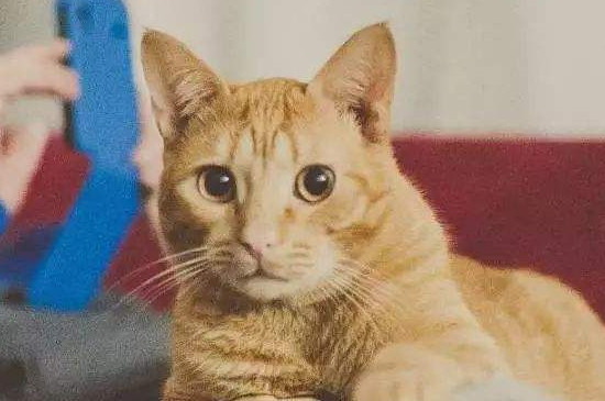 猫喜欢摸她哪里