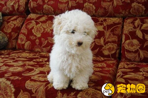 卷毛比熊犬掉毛程度如何，几乎不掉毛但需要经常打理