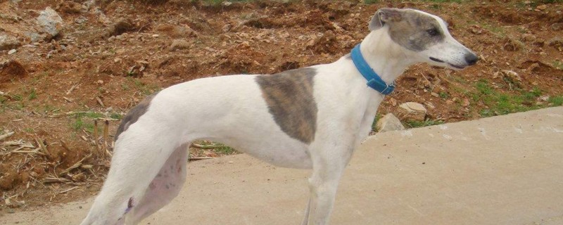 世界优秀猎犬十大排名