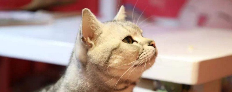 猫吃异物多少天能排出