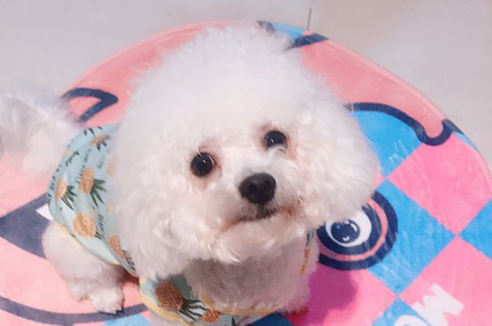 狗眼睛白色浑浊