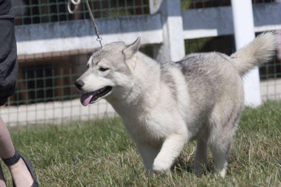 哈士奇为什么不能当警犬，二哈当警犬有三种后果