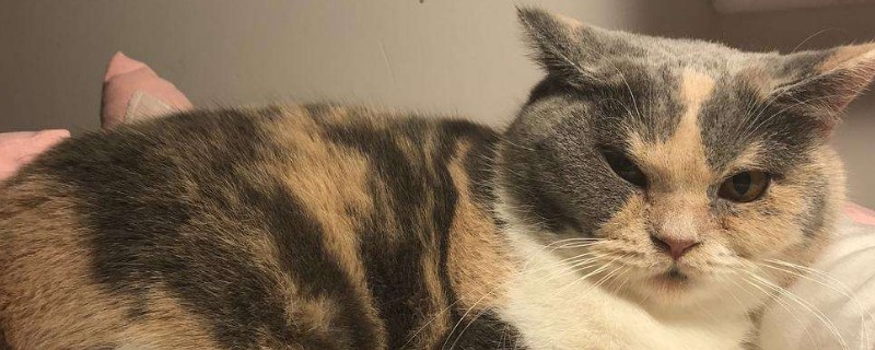 半夜猫叫是怎么回事