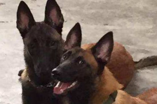 养马犬注意什么问题，要打疫苗多训练并控制饮食