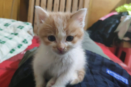 猫腿上有一块秃了
