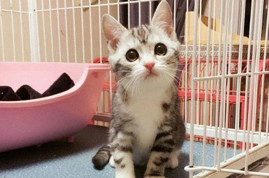 猫嘴唇肉上有黑点怎么回事