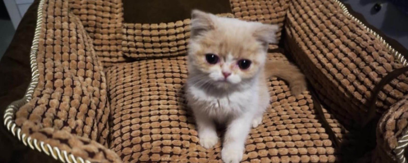 怎么教奶猫用碗喝奶