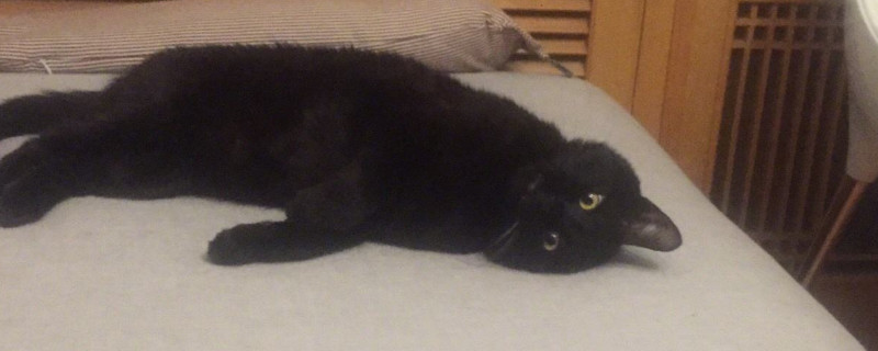 猫会哭吗会流眼泪吗