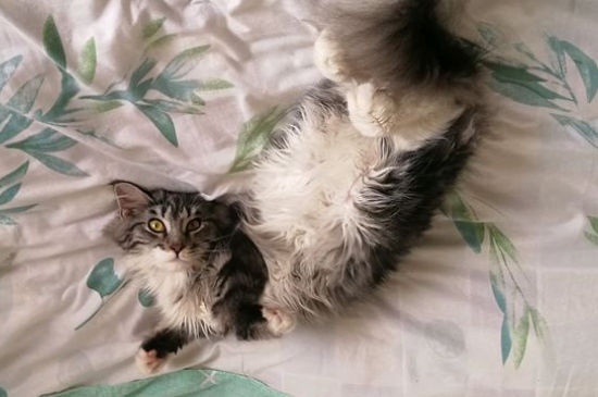 猫受到惊吓多久恢复