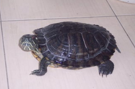 乌龟白眼能晒太阳吗