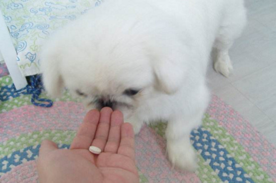 狗狗发烧了吃什么药