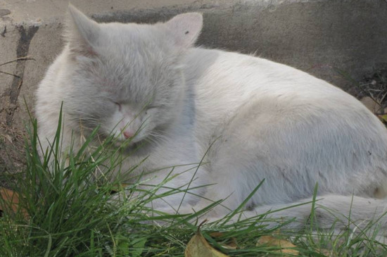 宿舍养猫怎么不让猫叫