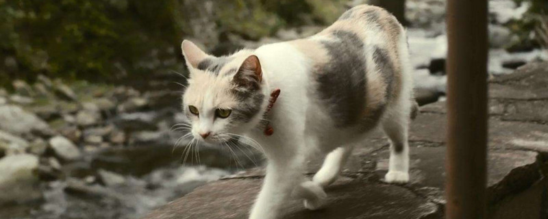 流浪猫和家猫的区别