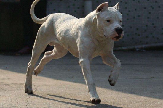 杜高犬对主人忠诚吗