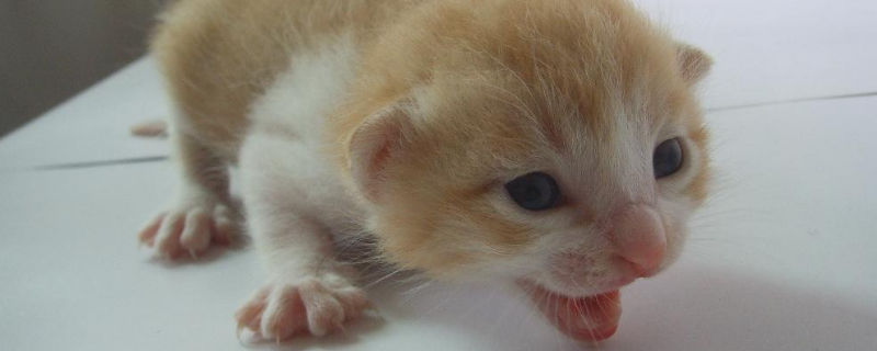 一个月小猫拉稀怎么办
