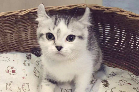 卷耳猫有基因缺陷吗
