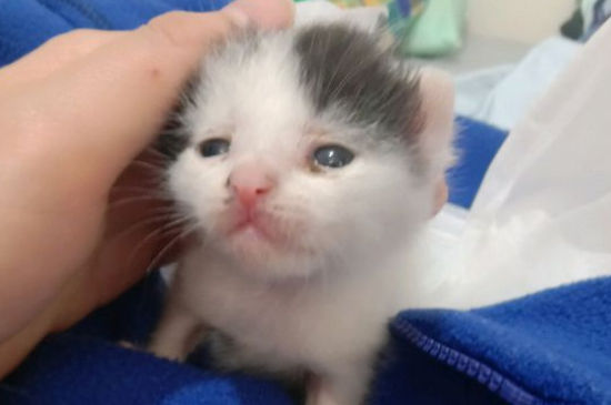 出生2天小猫拉稀怎么办，刚出生小猫拉稀正常吗