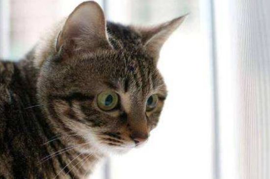 打过狂犬疫苗的猫抓了还用打针吗