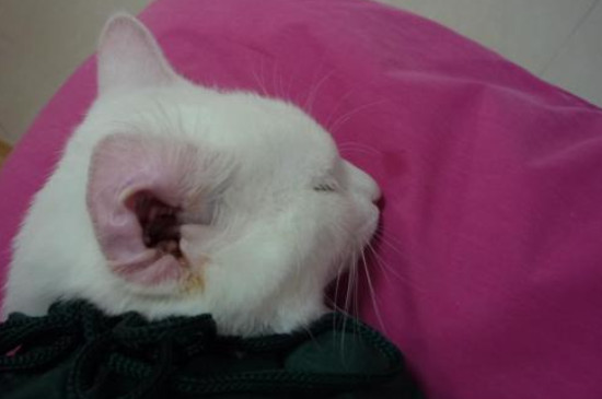 猫咪耳螨用什么药