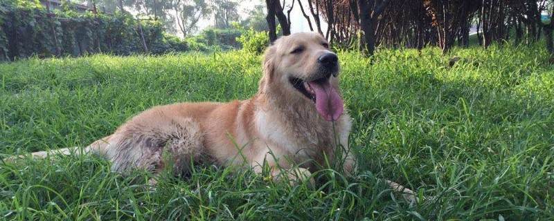 狗狗抖毛的原因是什么
