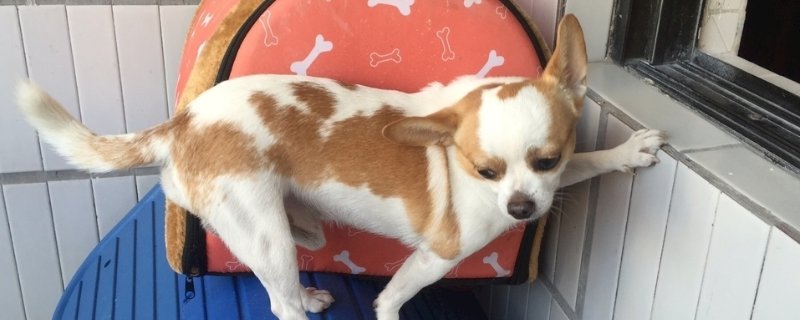 比较小的狗