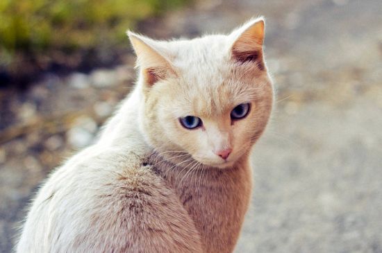 猫能喝椰汁吗