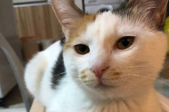 小猫便血但是精神很好