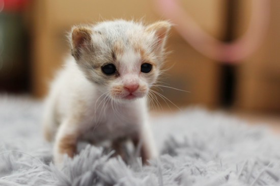 怎么防止猫咪每天早上叫唤