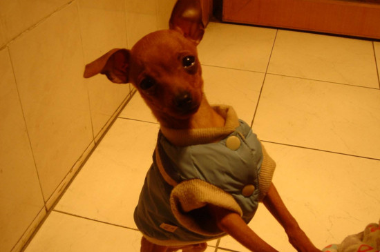 小鹿犬什么时候断尾