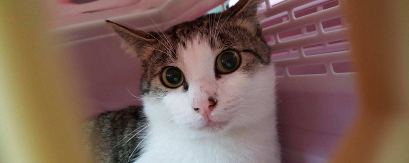 一个月小猫吃什么辅食
