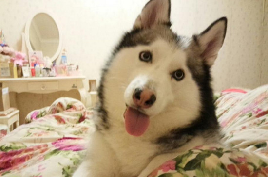 哈士奇一天拉几次大便，幼犬2～5次长大后1～2次