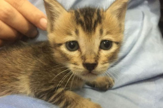 猫咪没事老是吧唧嘴