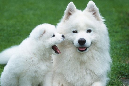 萨摩耶犬饲养方法，合理喂养并定期驱虫接种疫苗