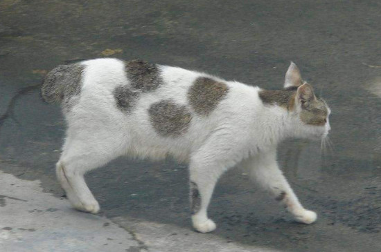日本截尾猫多少钱一只，价格大概在3000-5000元之间