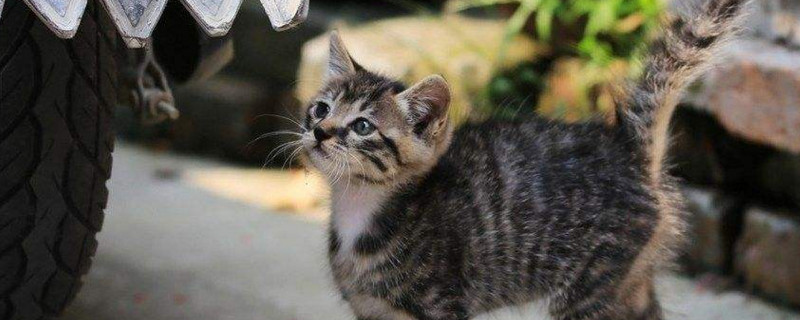 香水对猫有坏处吗