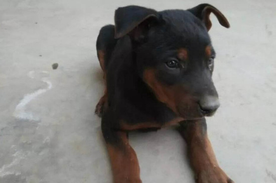 苏联红犬多少钱一只，幼犬价格一般在2000元左右