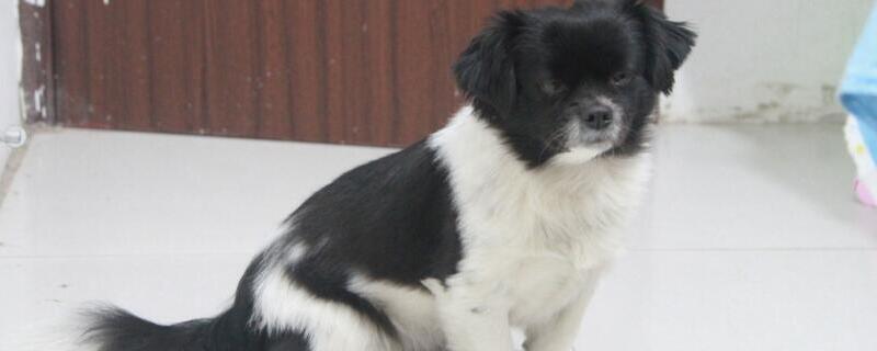 狗狗眼屎黄粘稠怎么办