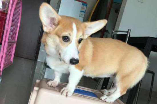 为什么柯基打了也没用