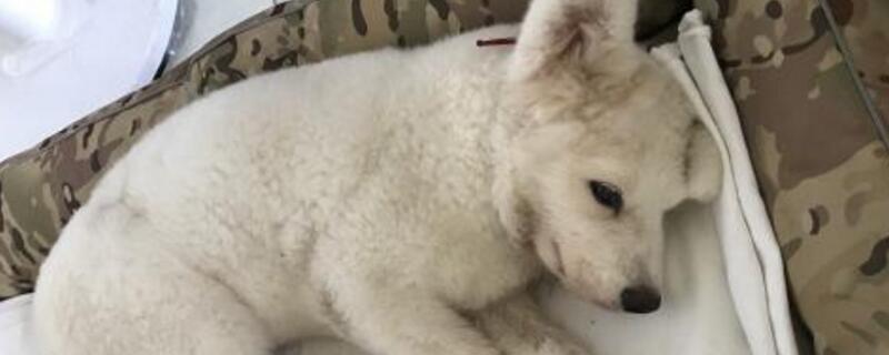 狗狗生病该怎么鼓励它