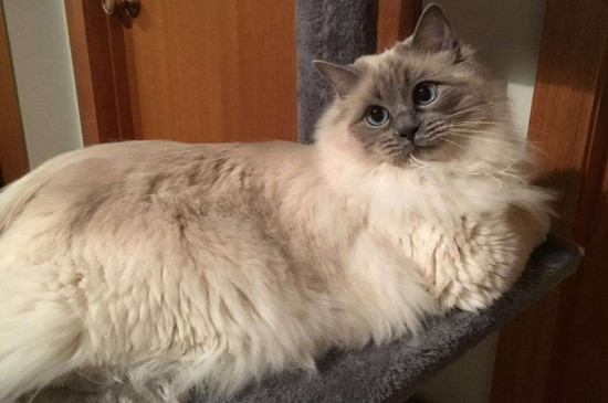 布偶猫的尴尬期在几月
