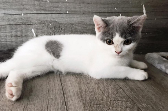 一个月小猫如何除跳蚤