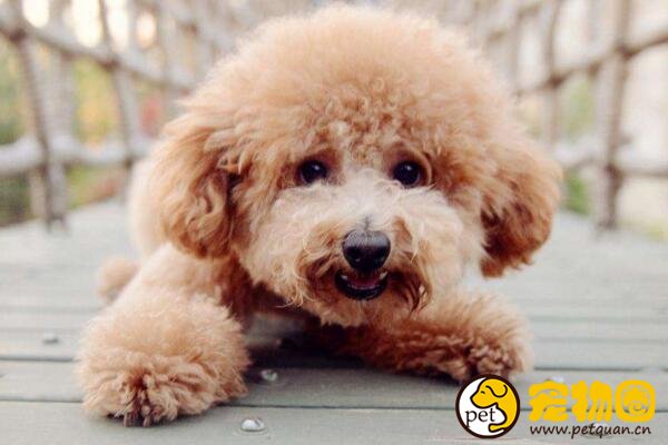 泰迪犬训练大小便的方法，泰迪很聪明学习起来非常快