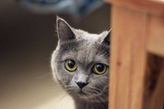 猫吃完东西多久拉屎