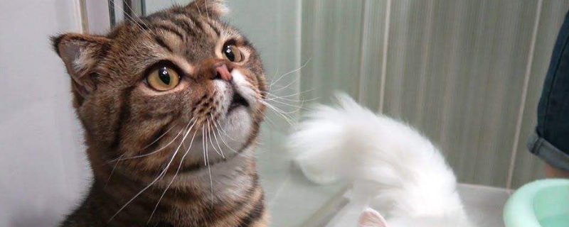 猫能洗澡吗多久洗一次