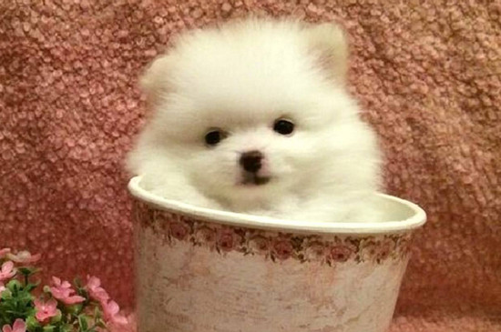 茶杯犬为什么不能养，极易生病寿命很短有严重的生理缺陷
