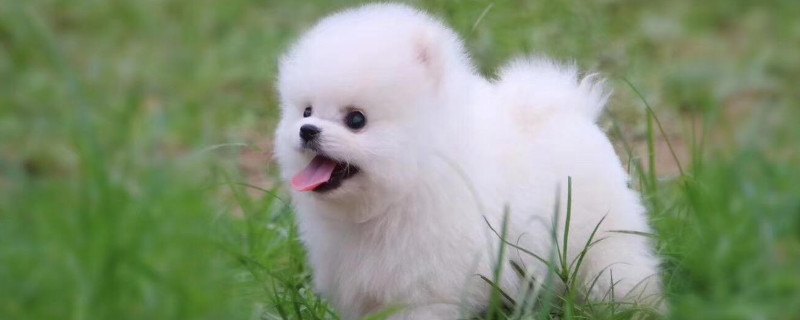 纯白狗为什么不能养
