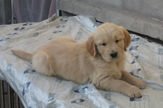 金毛幼犬睡觉抽搐