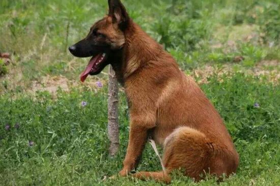 马犬胆小怎么办，多互动训练保持相对安稳的环境